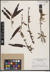 Foto von Salix bonplandiana Kunth